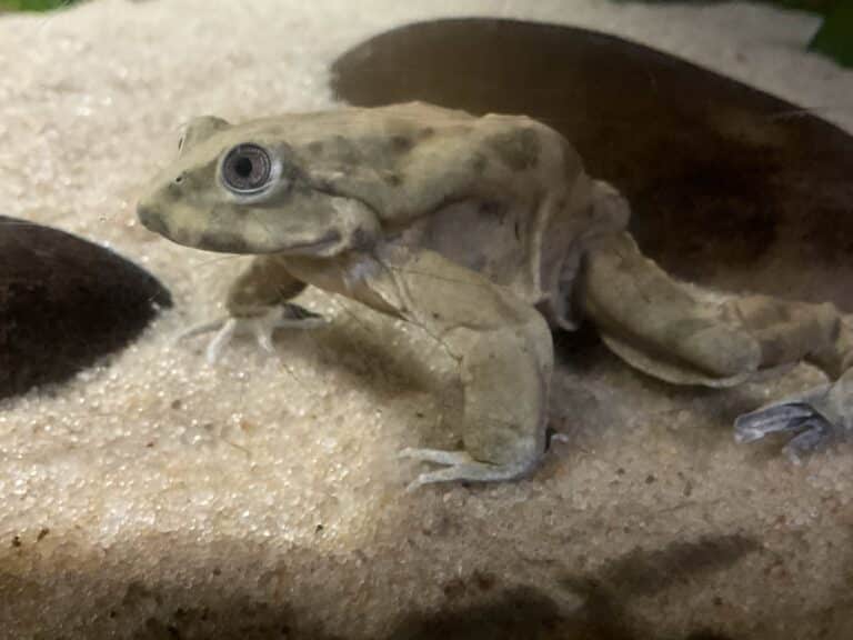 telmatobius culeus va Scrotum Frog