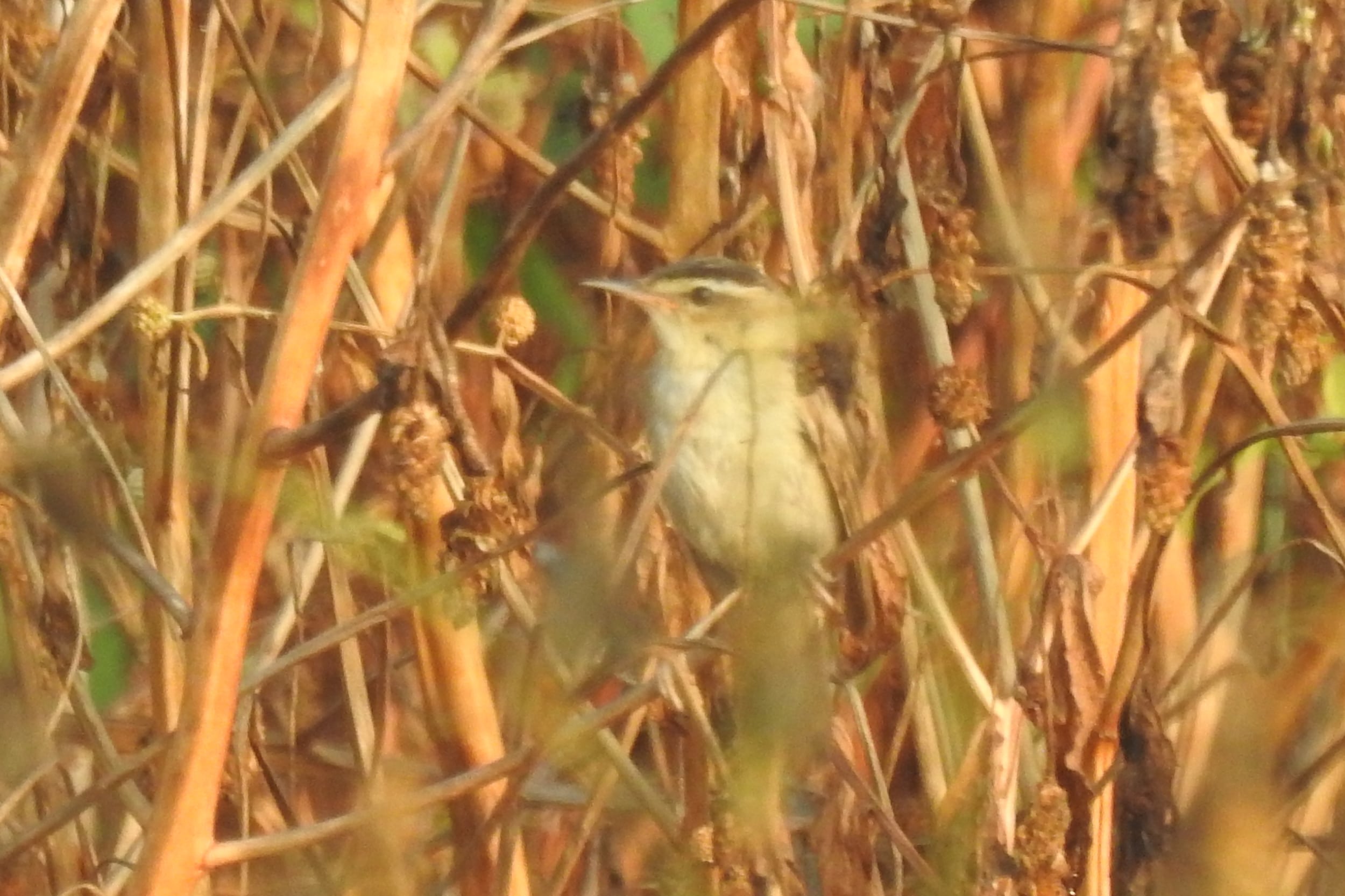 sedge warbler acrocephalus schoenobaenus from ezhome wetlands, kannur, kerala, india 25