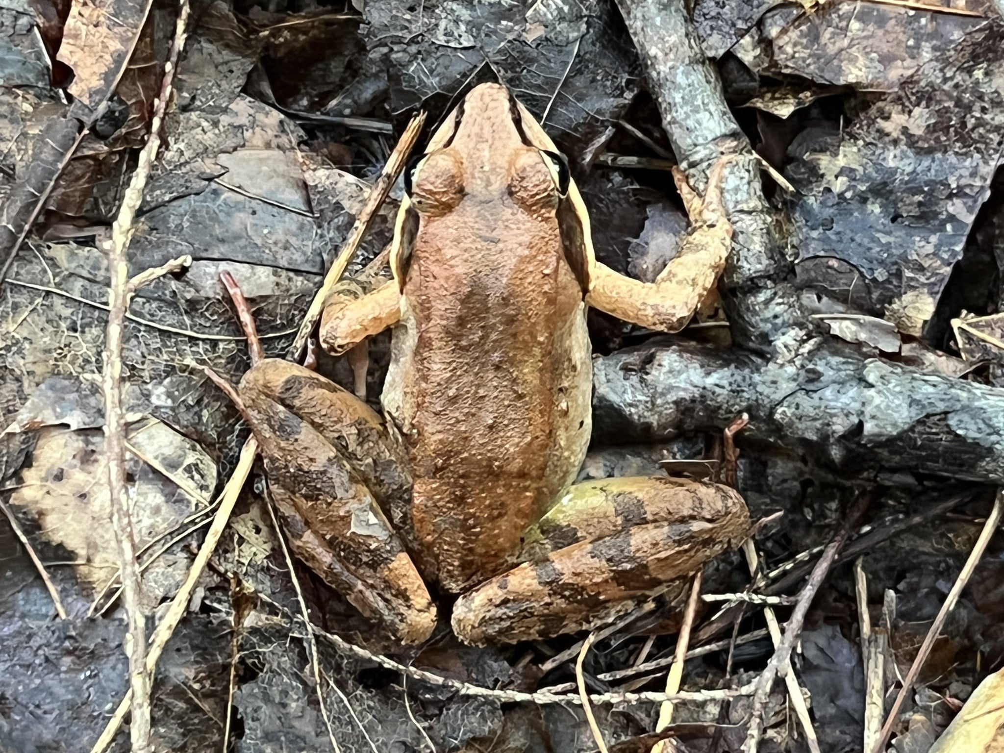 lithobates sylvaticus 217229206 lithobates sylvaticus 217229206