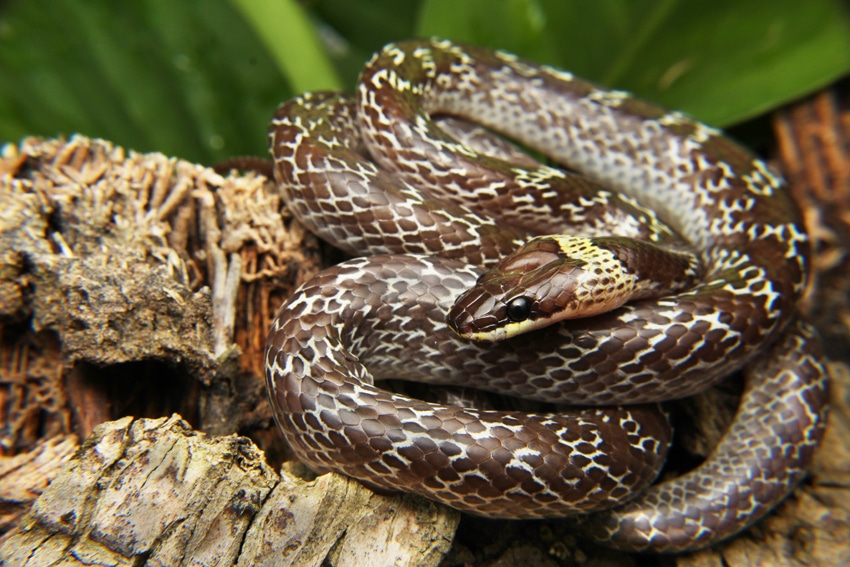 lycodon capucinus from pranburi forest park