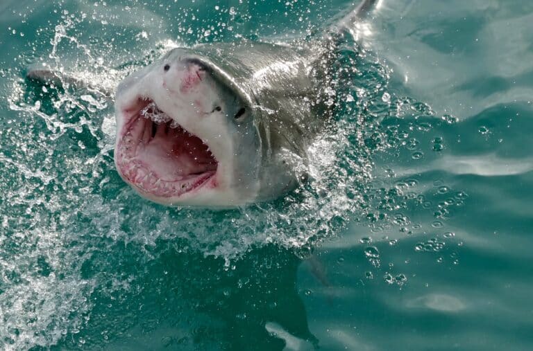 great white shark (carcharodon carcharias) (32749142772) great white shark (carcharodon carcharias) (32749142772)