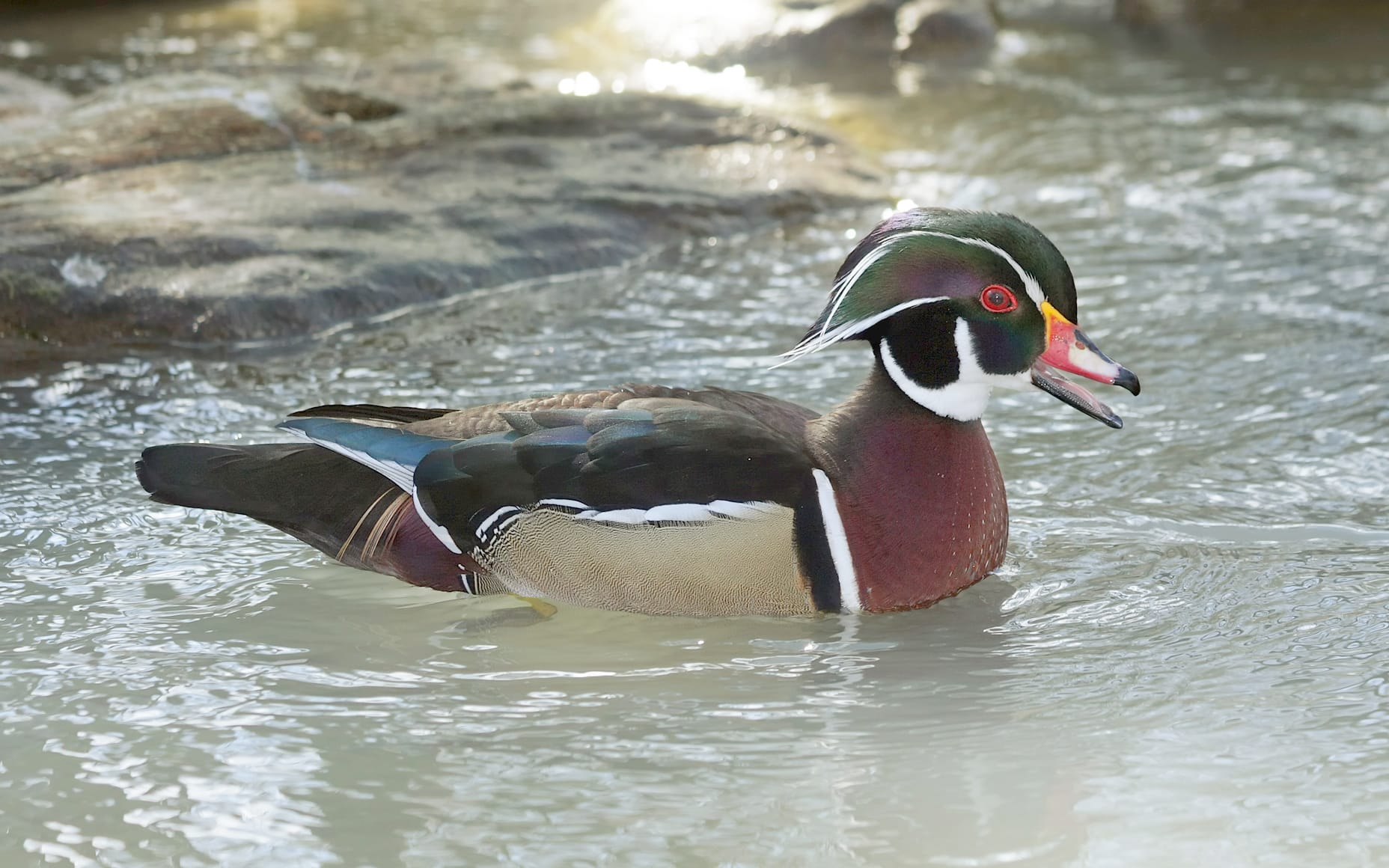 brautente wood duck aix sponsa brautente wood duck aix sponsa