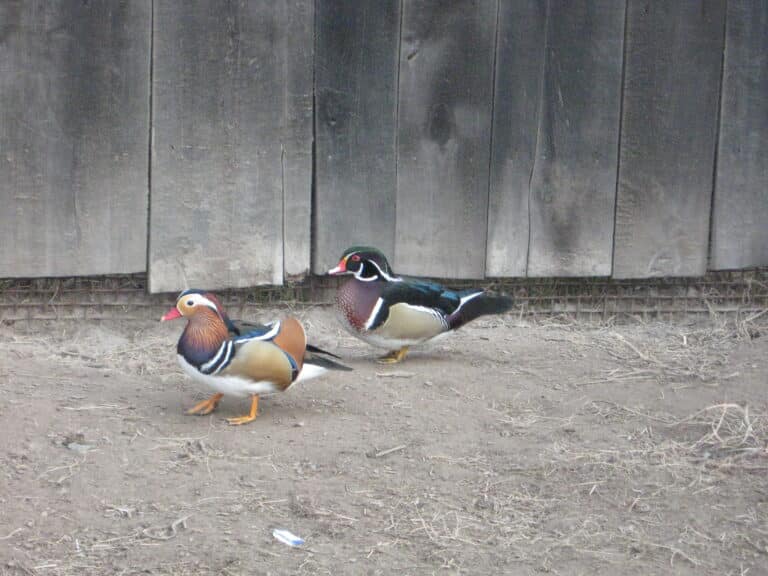 file:aix galericulata and aix sponsa in ushomyr zoo, zhytomyr oblast, ukraine.jpg file:aix galericulata and aix sponsa in ushomyr zoo, zhytomyr oblast, ukraine.jpg