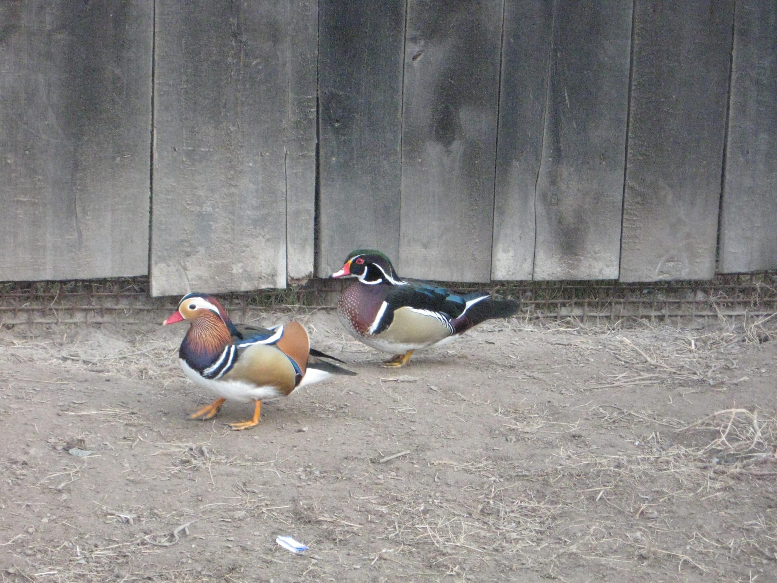 file:aix galericulata and aix sponsa in ushomyr zoo, zhytomyr oblast, ukraine.jpg file:aix galericulata and aix sponsa in ushomyr zoo, zhytomyr oblast, ukraine.jpg
