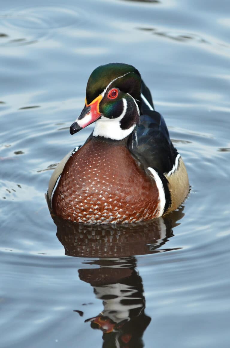 aix sponsa (wood duck brautente) weltvogelpark walsrode 2012 08 aix sponsa (wood duck brautente) weltvogelpark walsrode 2012 08