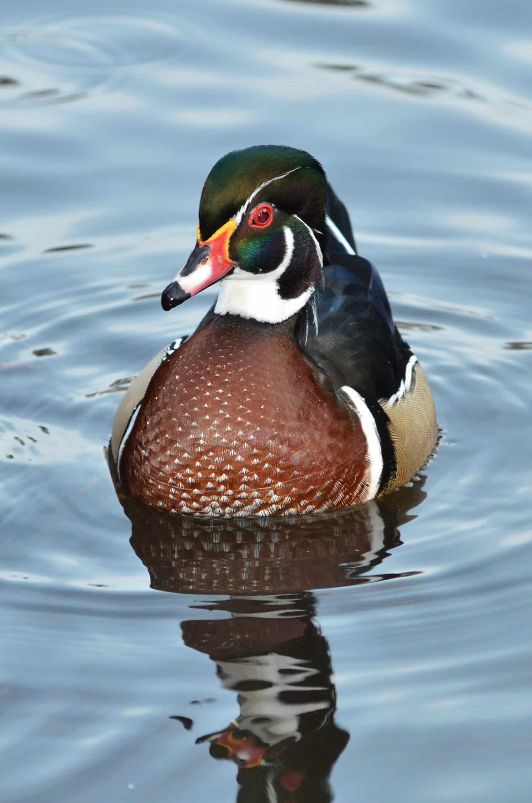 aix sponsa (wood duck brautente) weltvogelpark walsrode 2012 08 aix sponsa (wood duck brautente) weltvogelpark walsrode 2012 08
