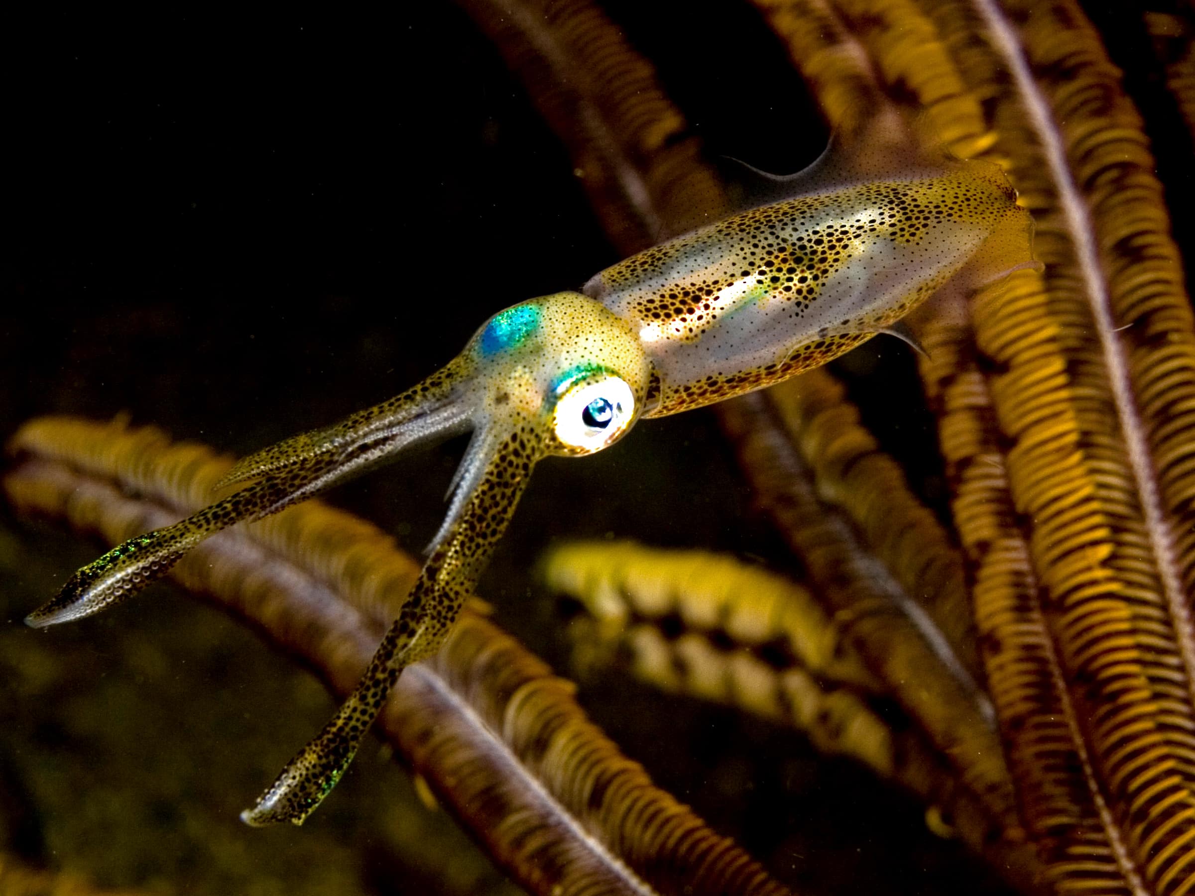 file:sepioteuthis lessoniana (bigfin reef squid).jpg file:sepioteuthis lessoniana (bigfin reef squid).jpg Bigfin Reef Squid