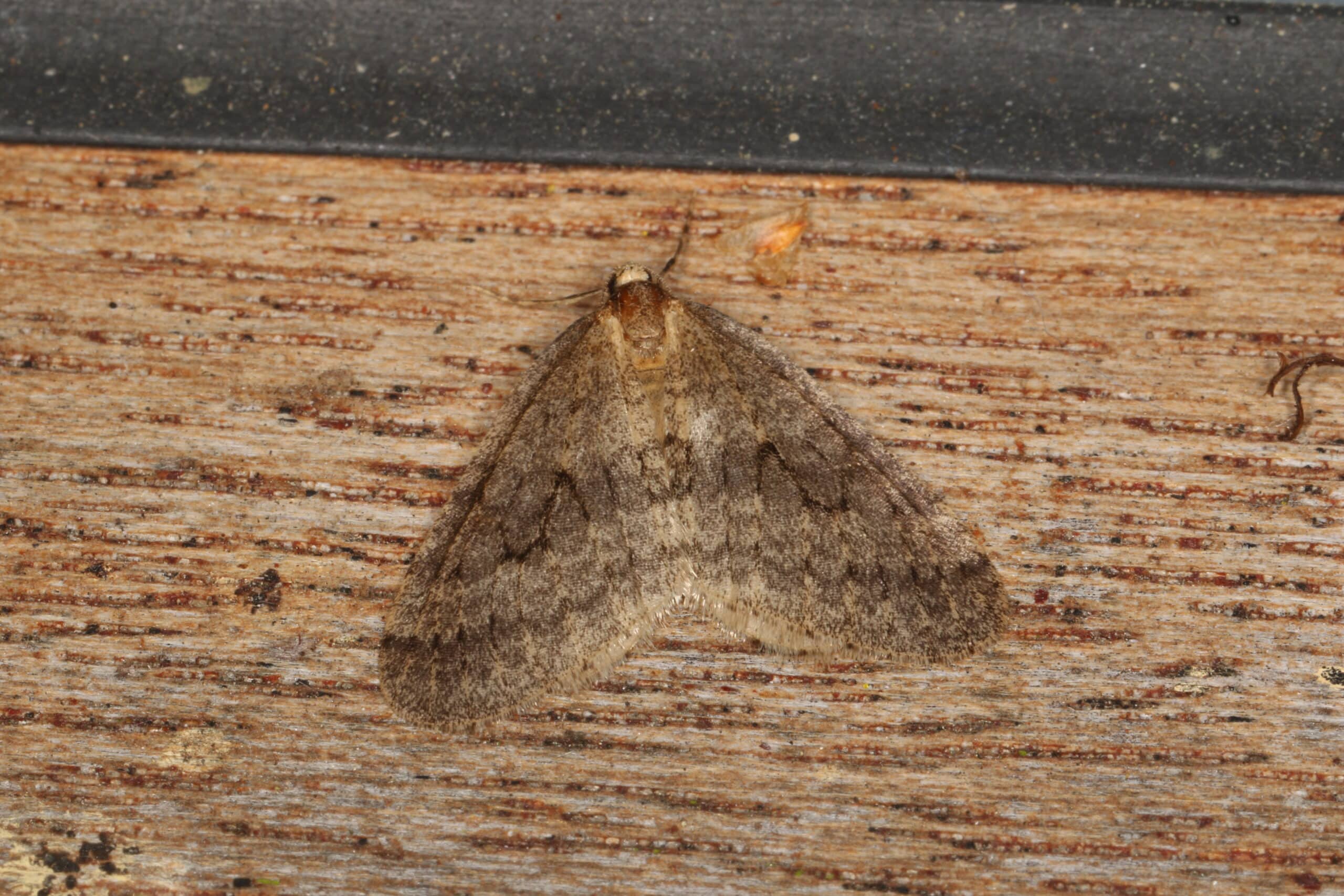 operophtera brumata (23601929991) operophtera brumata (23601929991)