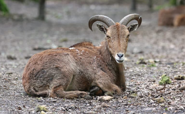 mouflon à manchettes (ammotragus lervia) mouflon à manchettes (ammotragus lervia)
