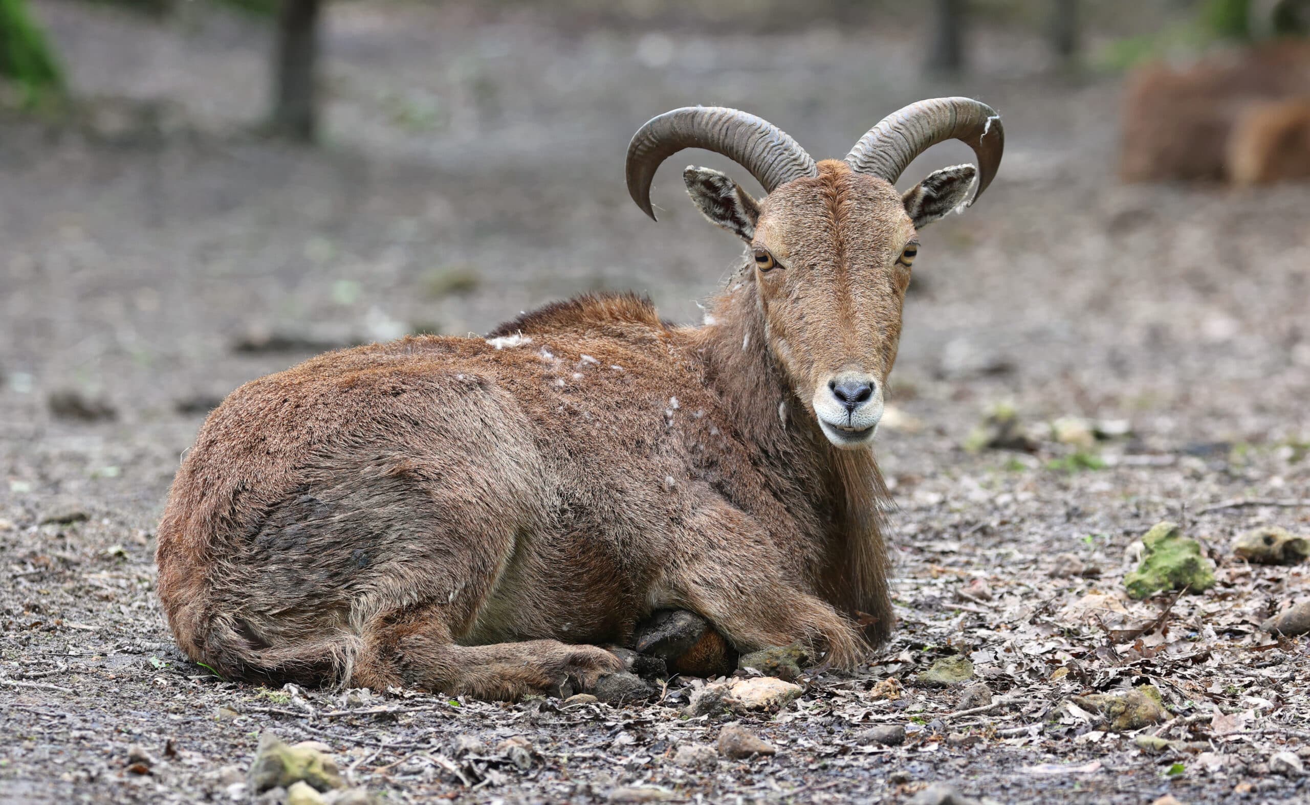 mouflon à manchettes (ammotragus lervia) mouflon à manchettes (ammotragus lervia)