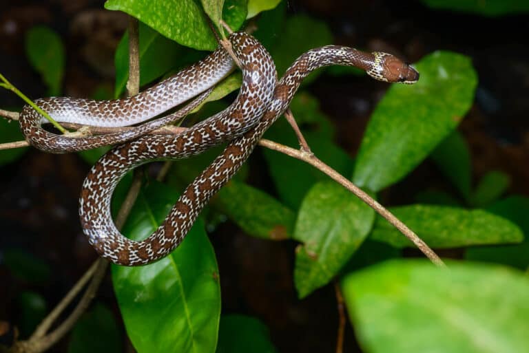 lycodon capucinus, common wolf snake (in situ) khao nang phanthurat forest park