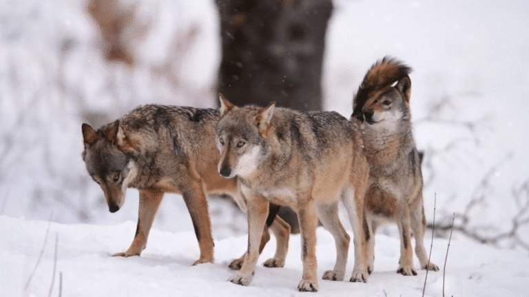la bellezza dei lupi parco nazionale d’abruzzo l’aquila italy 11 la bellezza dei lupi parco nazionale d’abruzzo l’aquila italy 11 Apennine Wolf