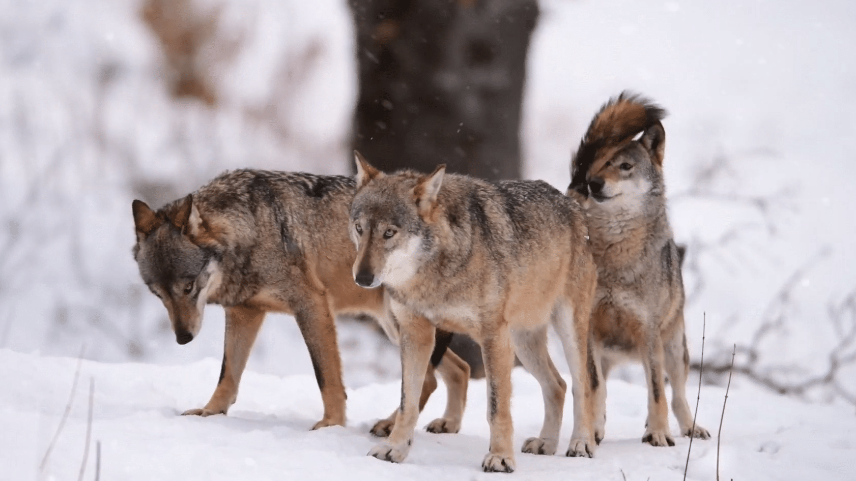 la bellezza dei lupi parco nazionale d’abruzzo l’aquila italy 11 la bellezza dei lupi parco nazionale d’abruzzo l’aquila italy 11 Apennine Wolf