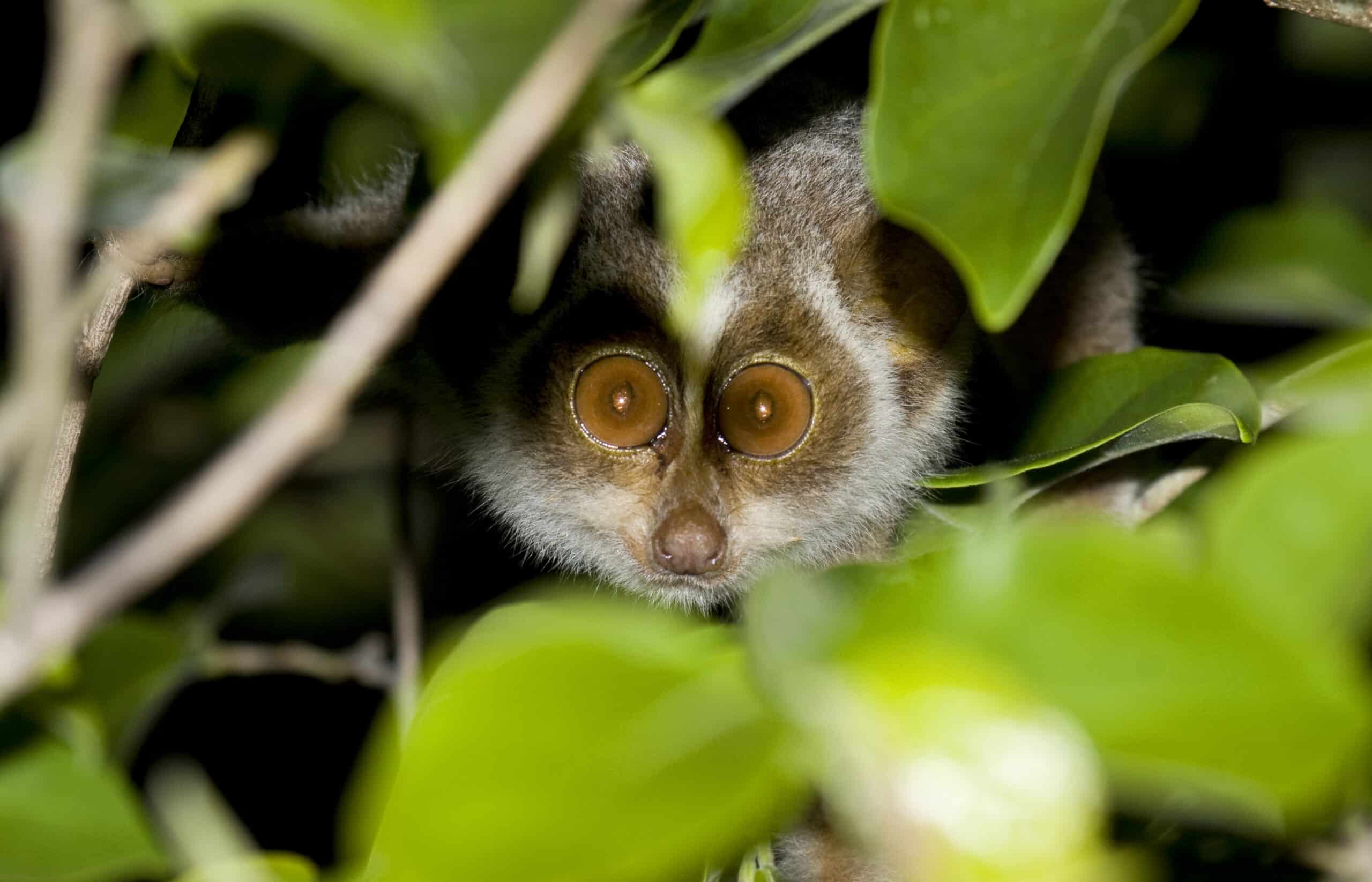 file:slender loris by n a nazeer.jpg  Loris