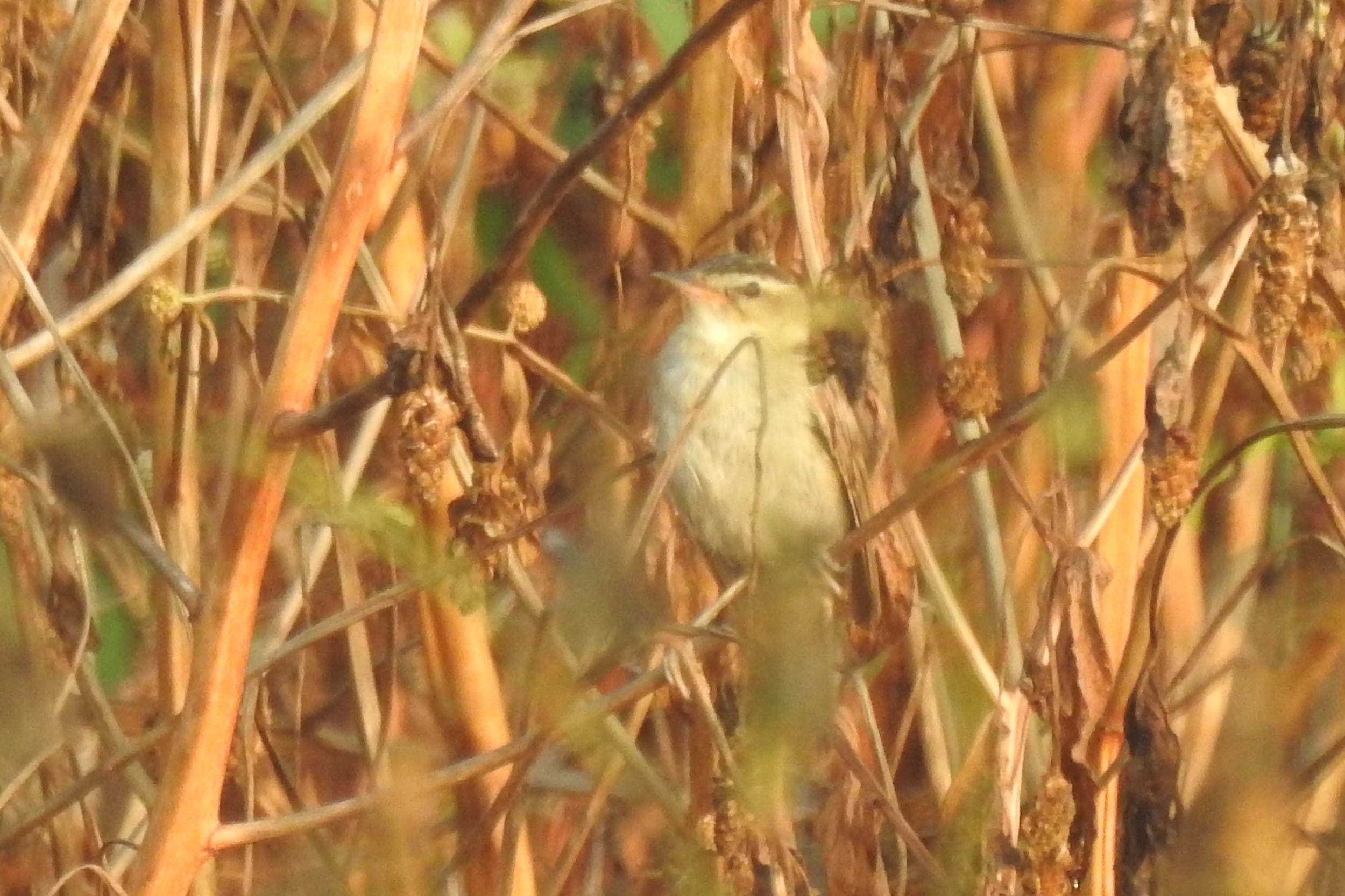 sedge warbler acrocephalus schoenobaenus from ezhome wetlands, kannur, kerala, india 06