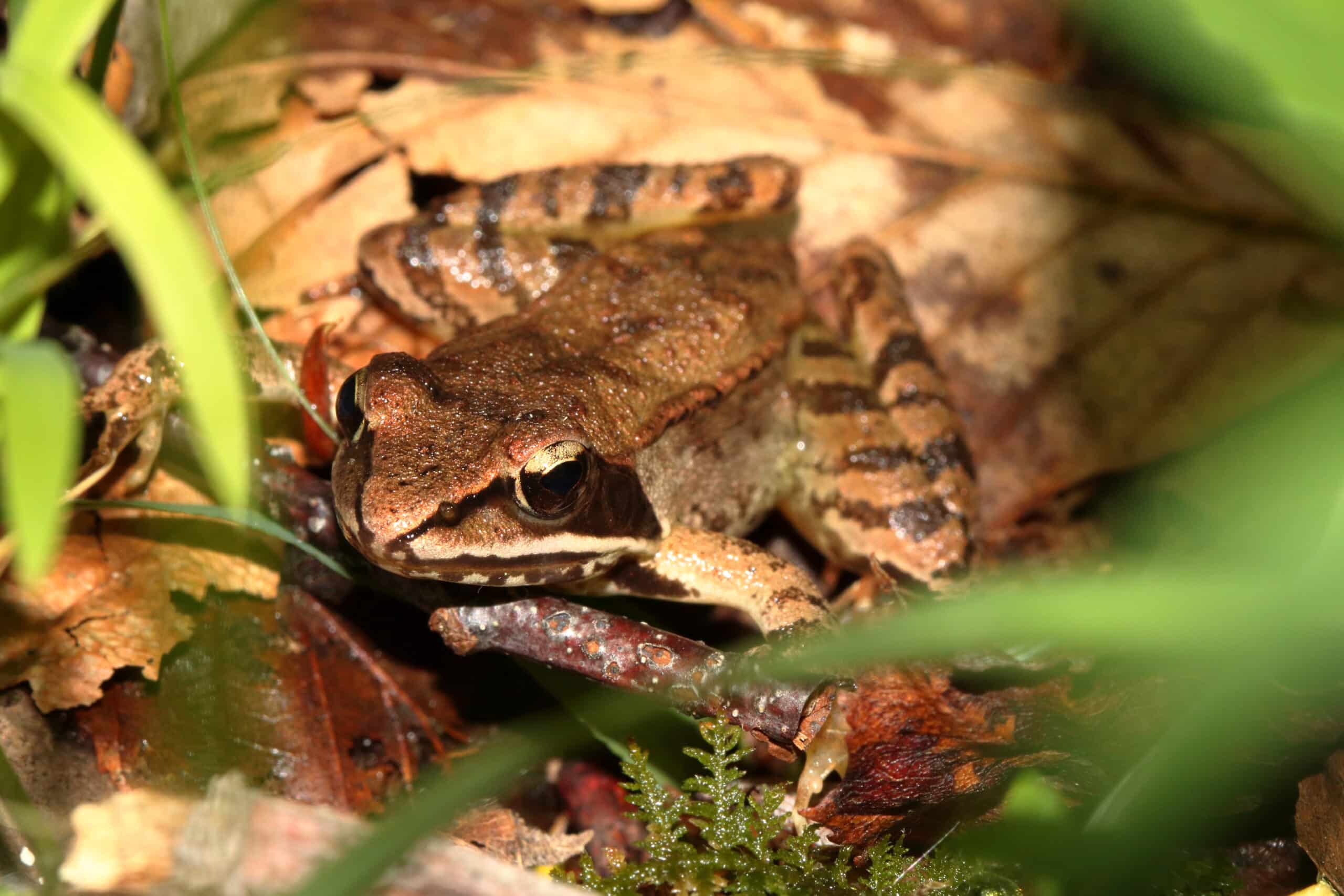 lithobates sylvaticus stanton 1 lithobates sylvaticus stanton 1