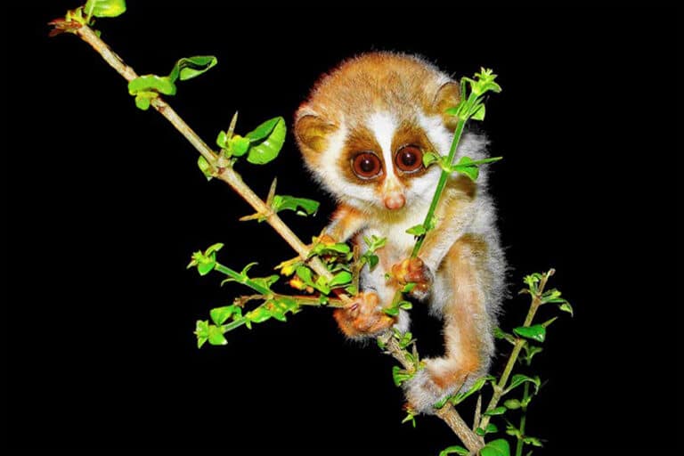 slender loris parked on lantana shrub
