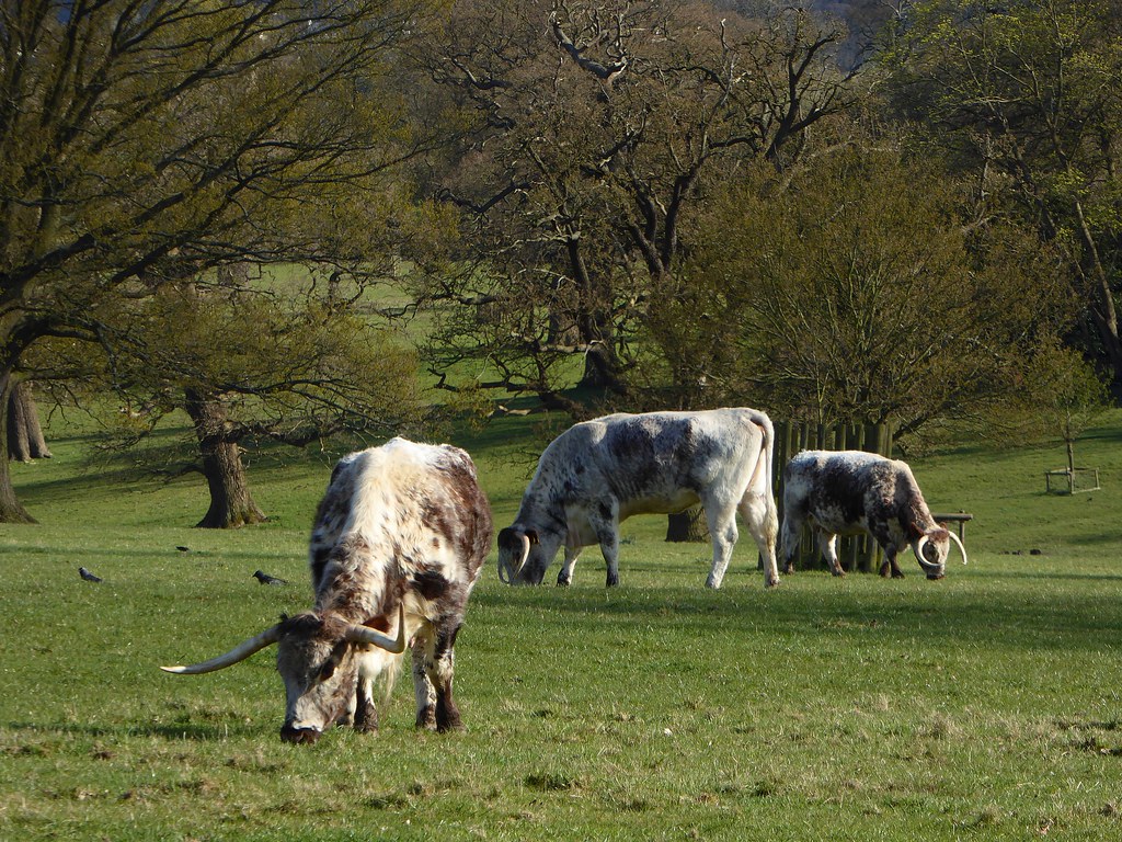 english longhorn cattle at king’s walden english longhorn cattle at king’s walden