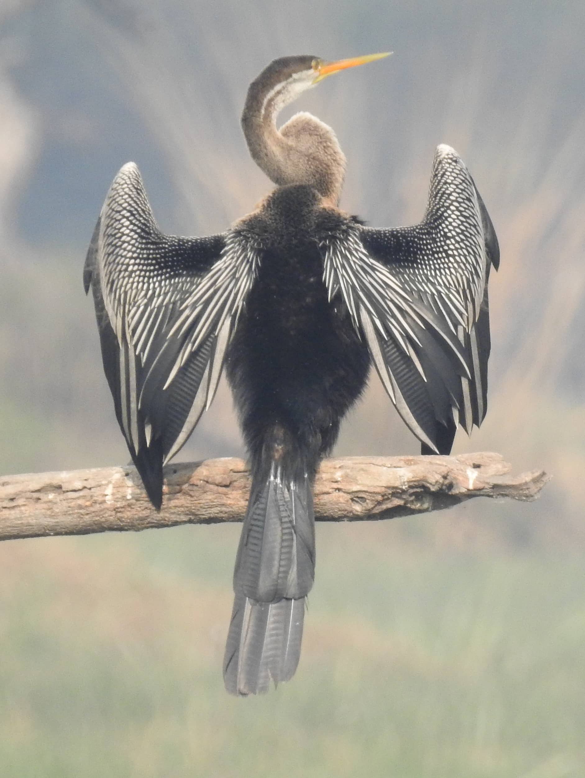oriental darter anhinga melanogaster by dr. raju kasambe dscn6918 (12) oriental darter anhinga melanogaster by dr. raju kasambe dscn6918 (12)