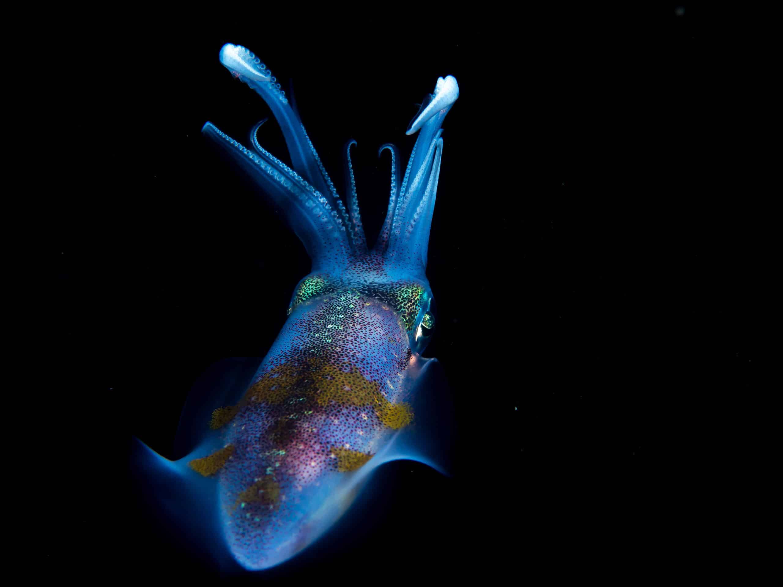 bigfin reef squid (sepioteuthis lessoniana) (32199935062) bigfin reef squid (sepioteuthis lessoniana) (32199935062)