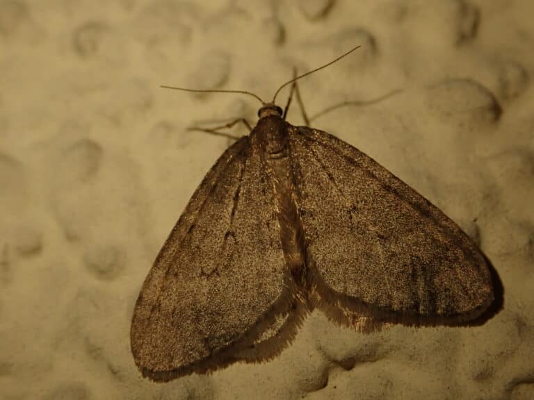 operophtera brumata 106103464 operophtera brumata 106103464