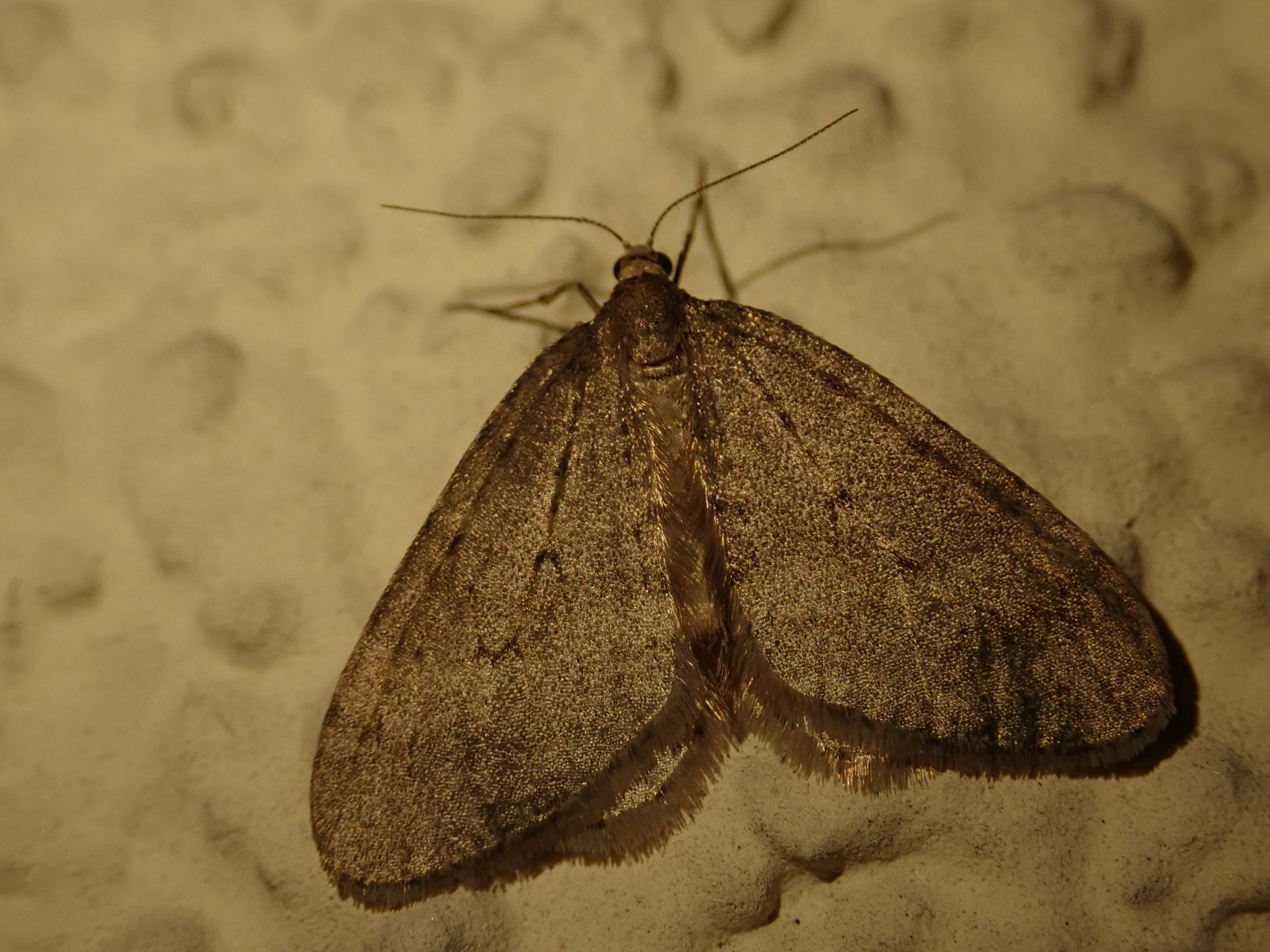 operophtera brumata 106103464 operophtera brumata 106103464