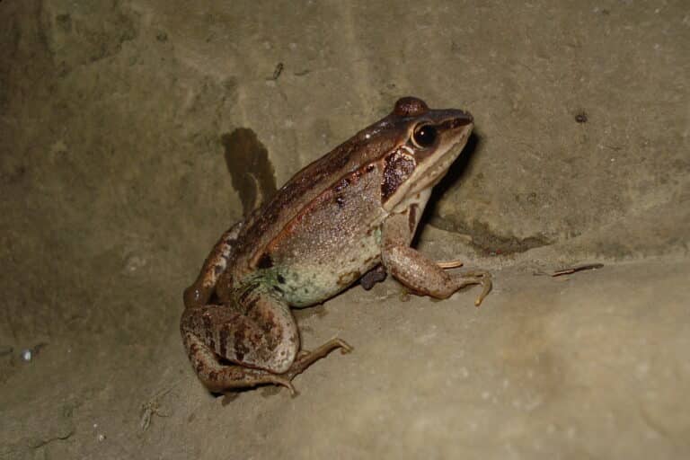 lithobates sylvaticus thunder bay lithobates sylvaticus thunder bay