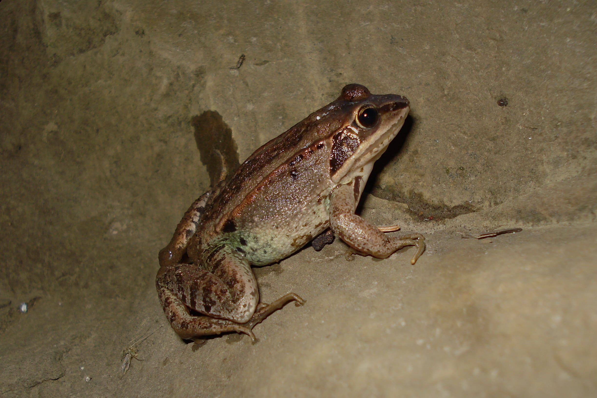 lithobates sylvaticus thunder bay lithobates sylvaticus thunder bay
