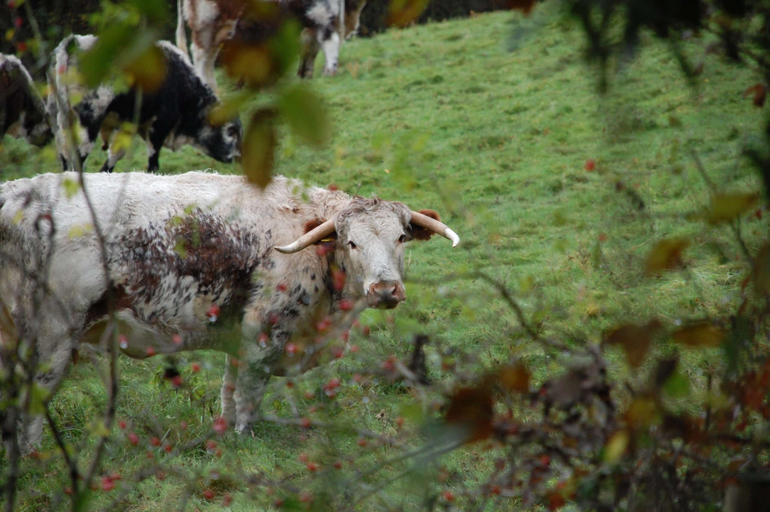 english longhorn cattle geograph.org.uk 3210715 english longhorn cattle geograph.org.uk 3210715