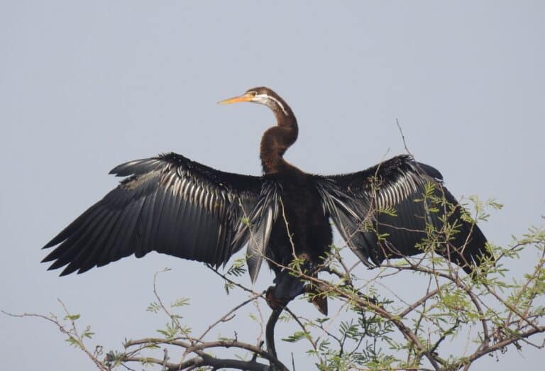 oriental darter anhinga melanogaster by dr. raju kasambe dscn6435 (3) oriental darter anhinga melanogaster by dr. raju kasambe dscn6435 (3)
