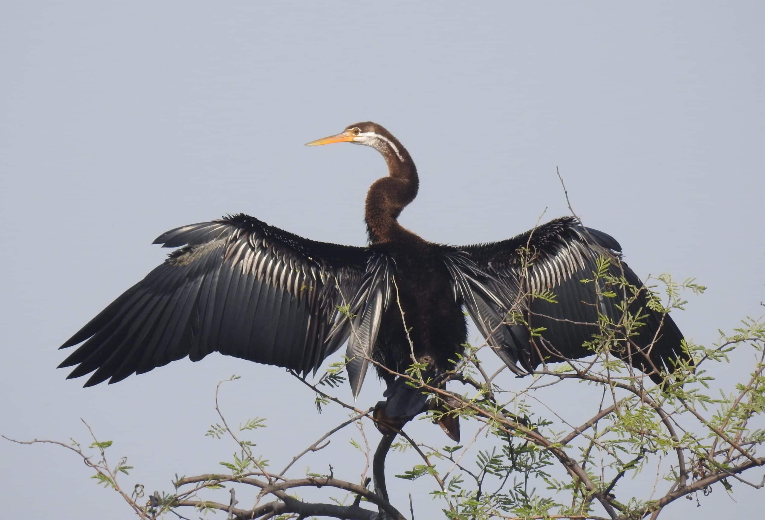oriental darter anhinga melanogaster by dr. raju kasambe dscn6435 (3) oriental darter anhinga melanogaster by dr. raju kasambe dscn6435 (3)