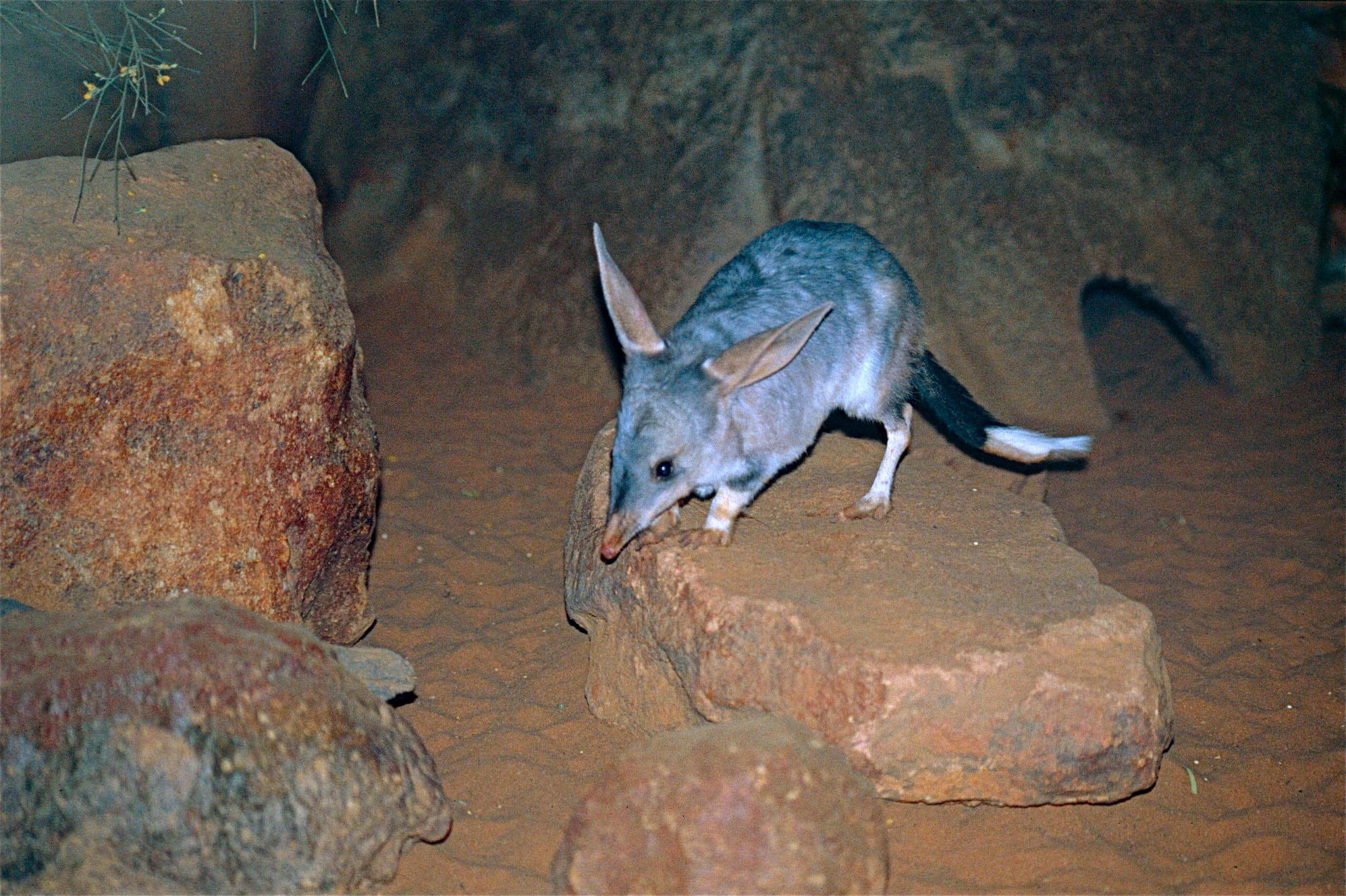 file:greater bilby (macrotis lagotis) (9996456685).jpg