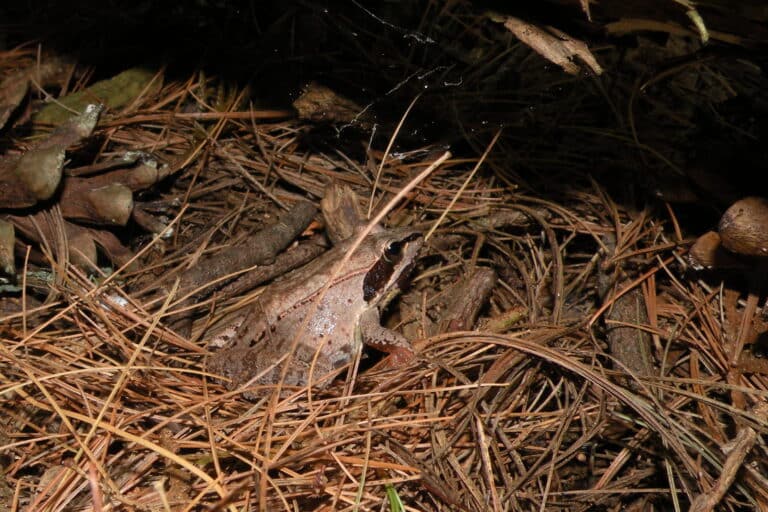 wood frog (lithobates sylvaticus), north ferrisburgh, vt (31358778943) wood frog (lithobates sylvaticus), north ferrisburgh, vt (31358778943)