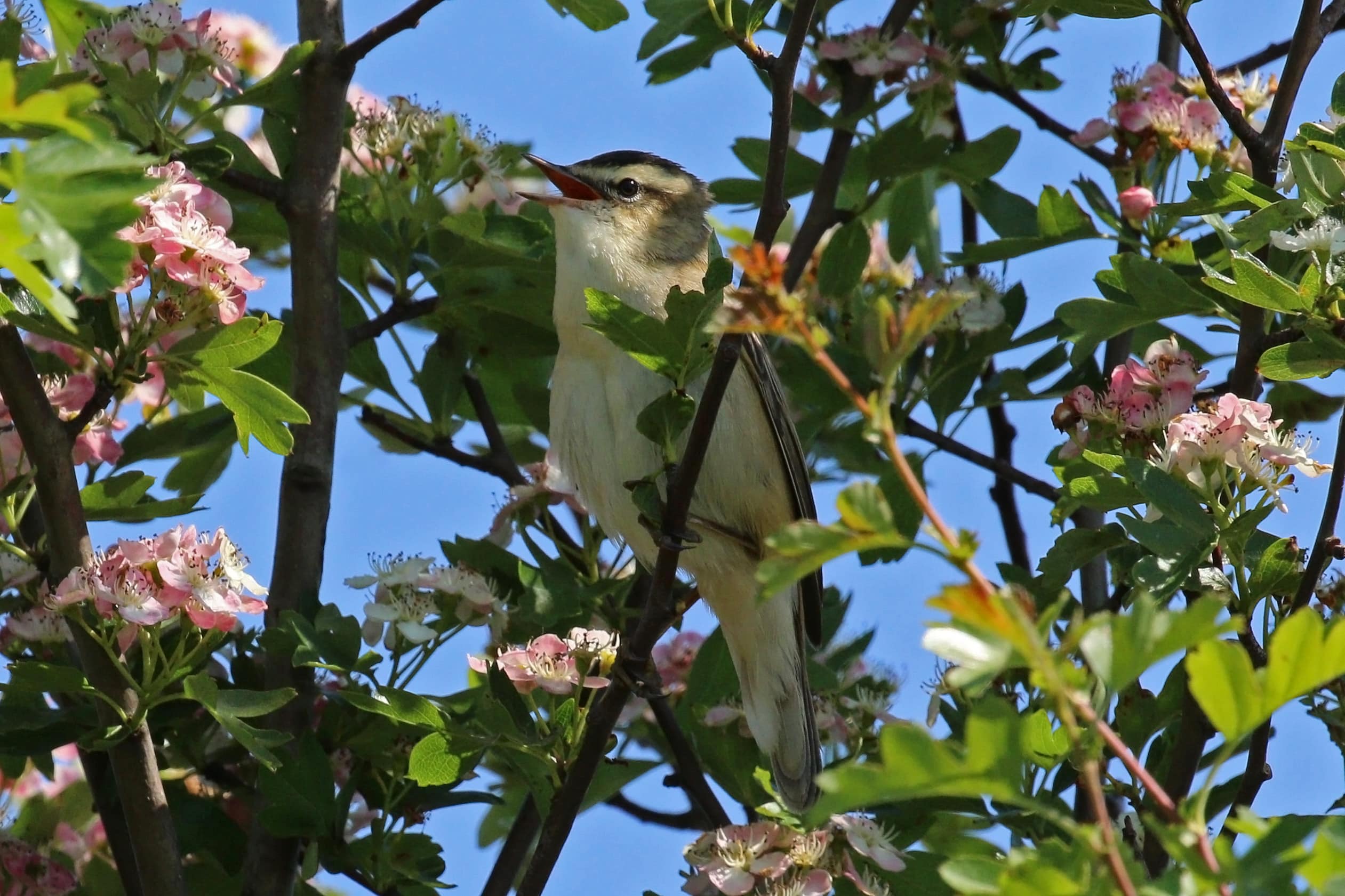 sedge warbler (acrocephalus schoenobaenus)