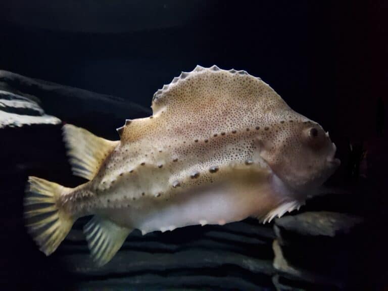 lumpfish cyclopterus lumpus lumpfish cyclopterus lumpus