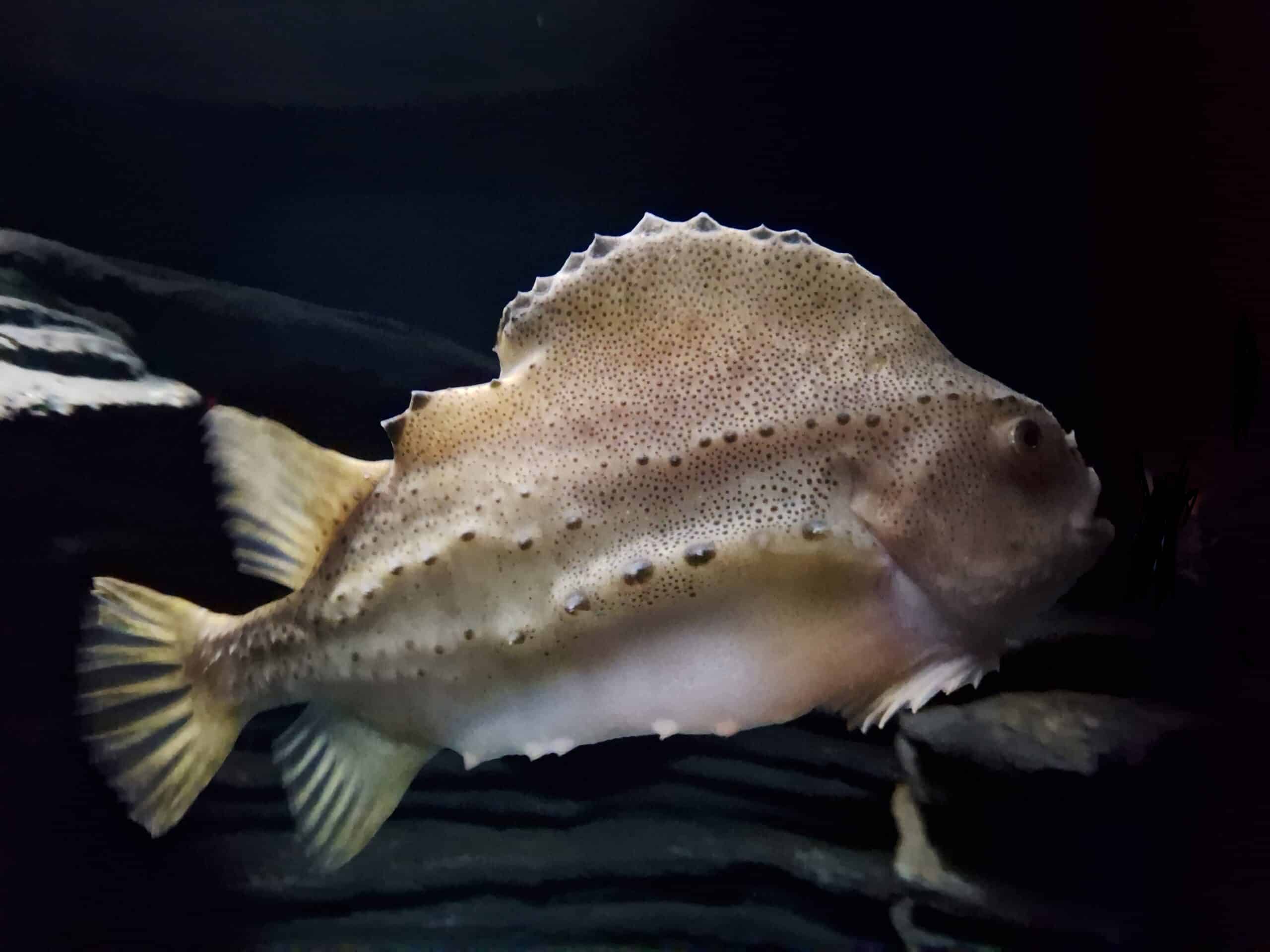 lumpfish cyclopterus lumpus lumpfish cyclopterus lumpus