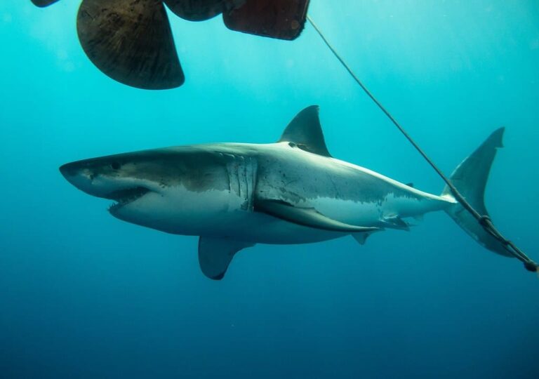 great white shark (carcharodon carcharias) at isla guadalupe, baja california, méxico great white shark (carcharodon carcharias) at isla guadalupe, baja california, méxico