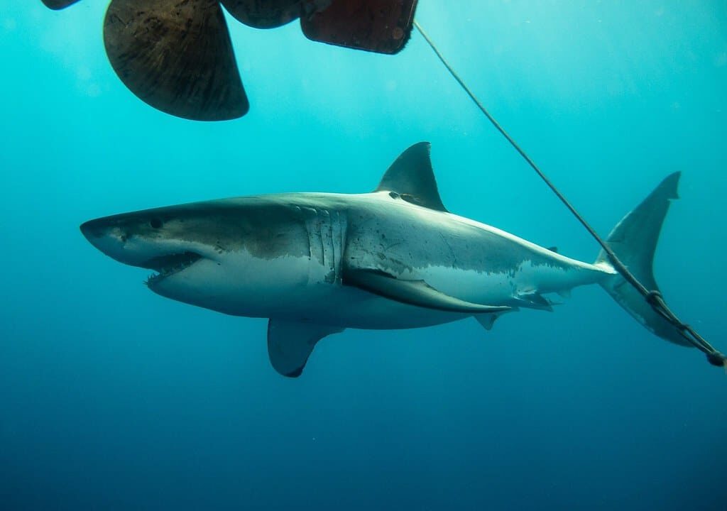 great white shark (carcharodon carcharias) at isla guadalupe, baja california, méxico great white shark (carcharodon carcharias) at isla guadalupe, baja california, méxico