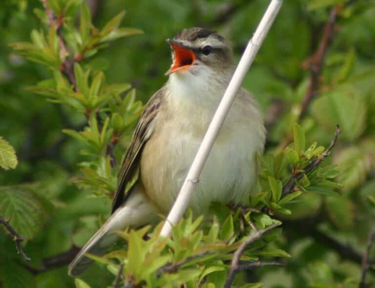 acrocephalus schoenobaenus singing Sedge Warbler