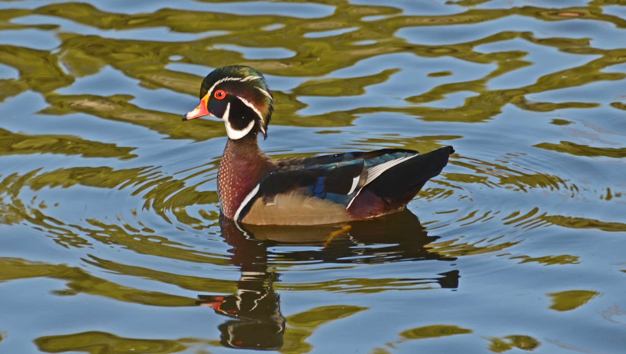 wood duck in profile (aix sponsa) wood duck in profile (aix sponsa)