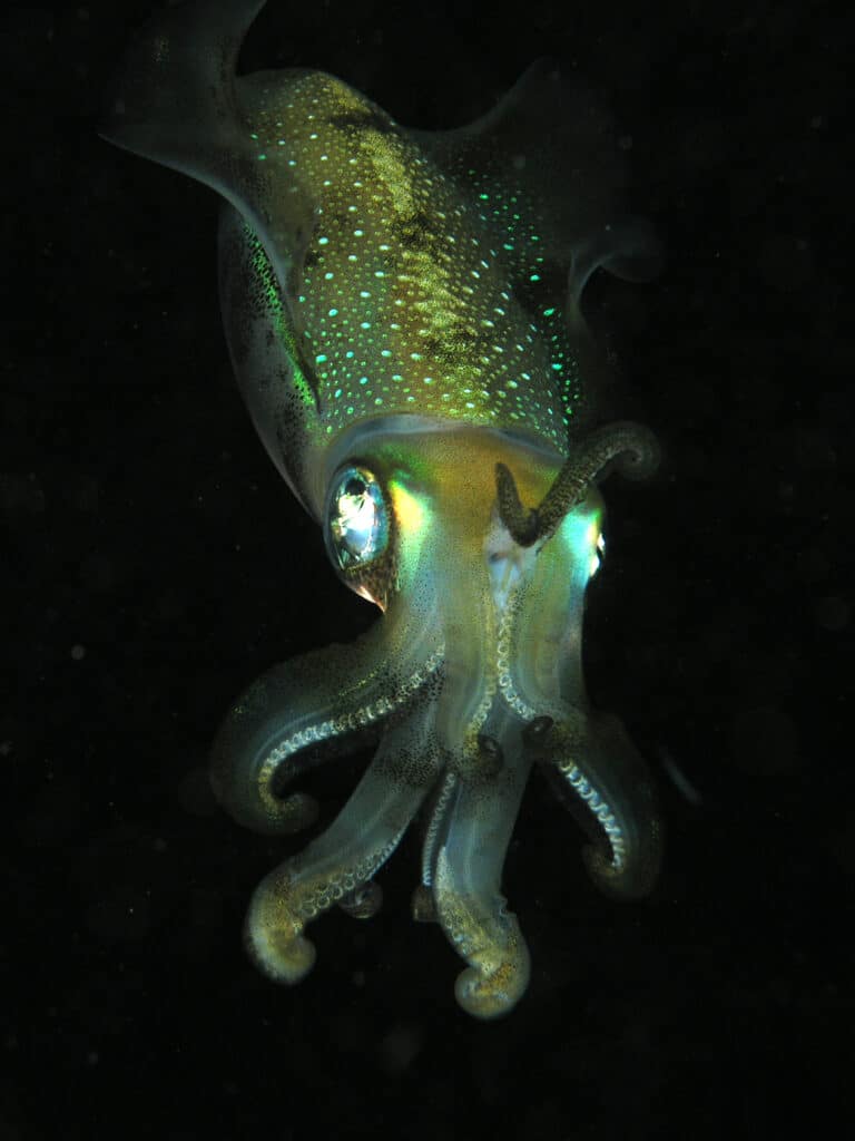 squid komodo squid komodo