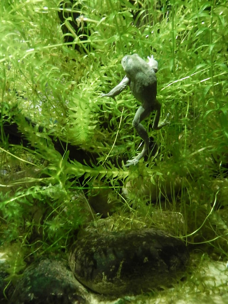 lake titicaca frog