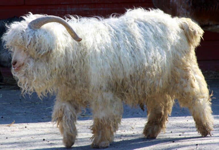 angora goat (capra hircus) angora goat (capra hircus)