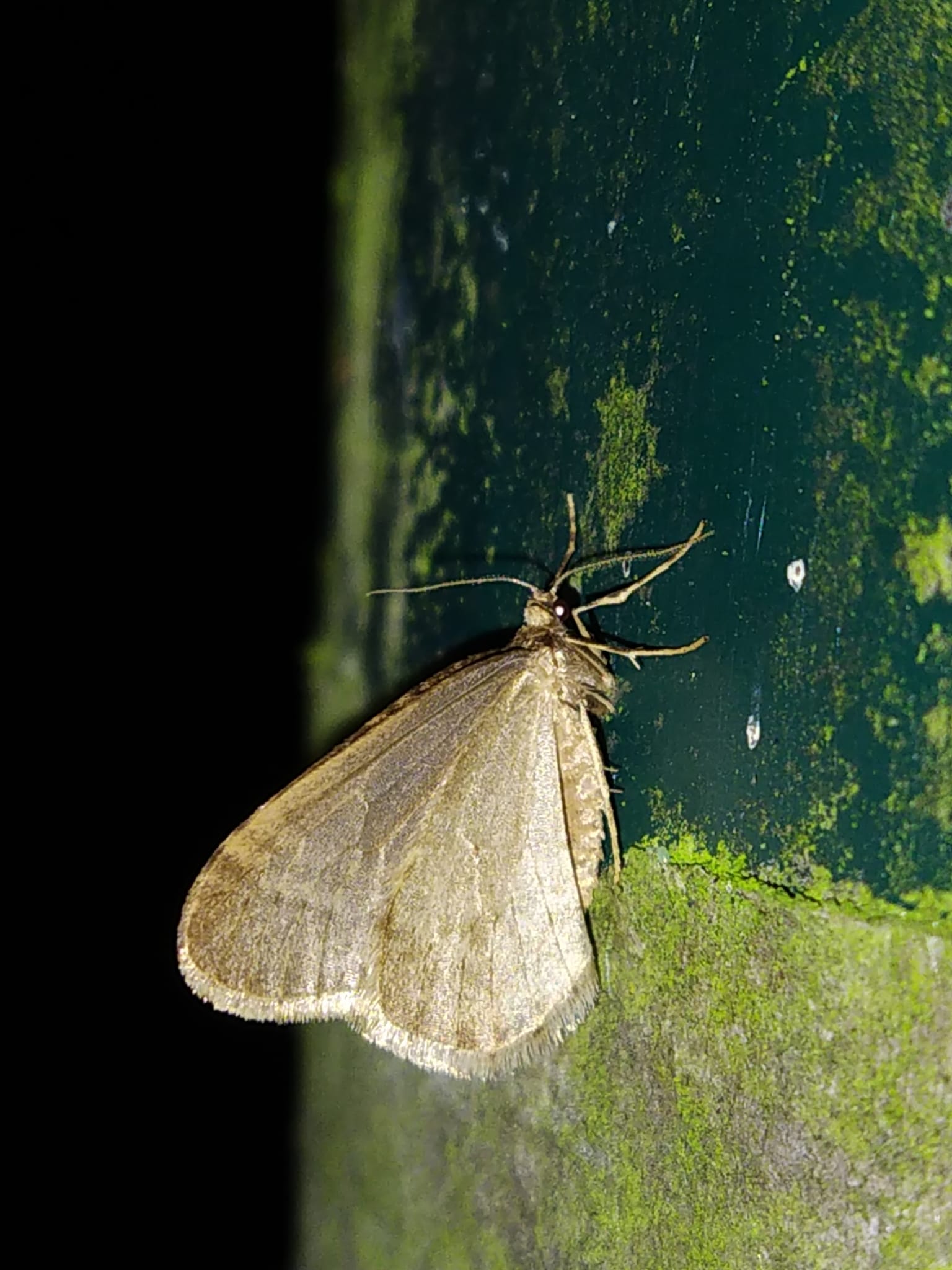 operophtera brumata 106844764 operophtera brumata 106844764