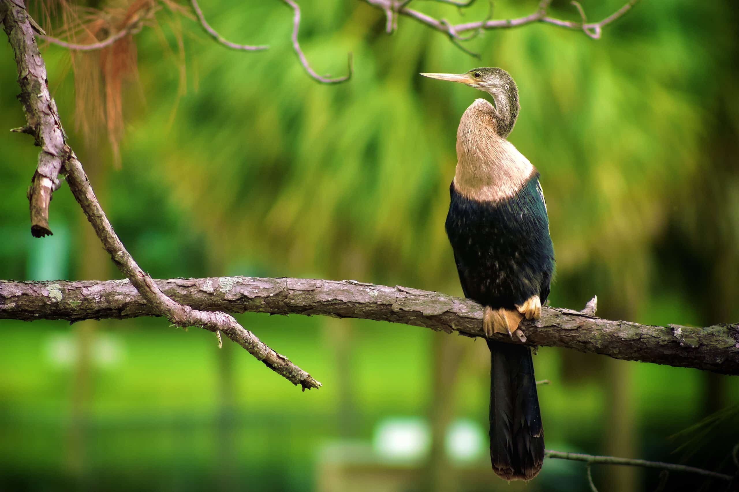 female anhinga in florida female anhinga in florida Anhinga