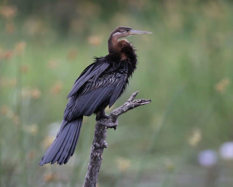 file:cf2p5226 african darter anhinga rufa (15579622995).jpg file:cf2p5226 african darter anhinga rufa (15579622995).jpg