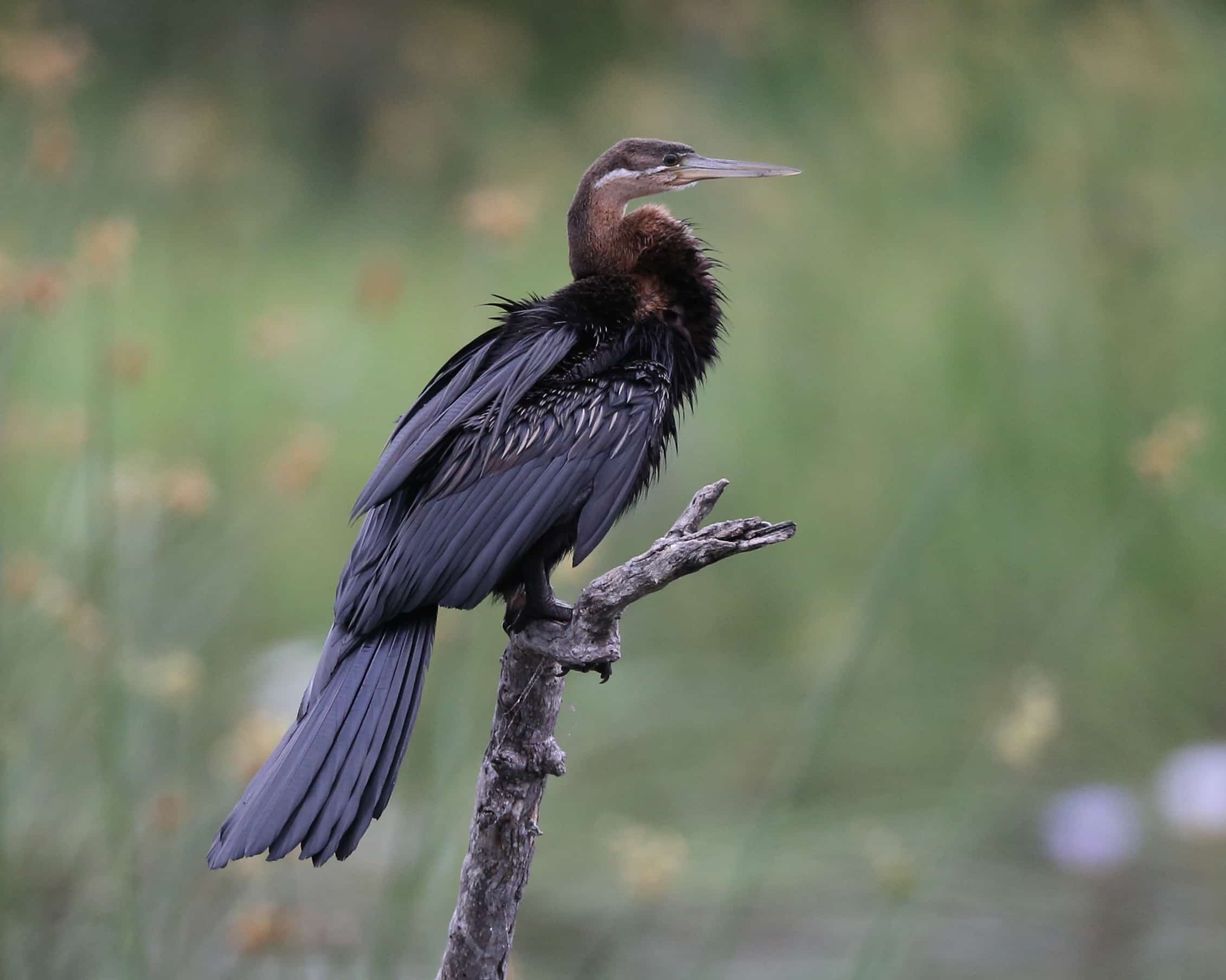 file:cf2p5226 african darter anhinga rufa (15579622995).jpg file:cf2p5226 african darter anhinga rufa (15579622995).jpg