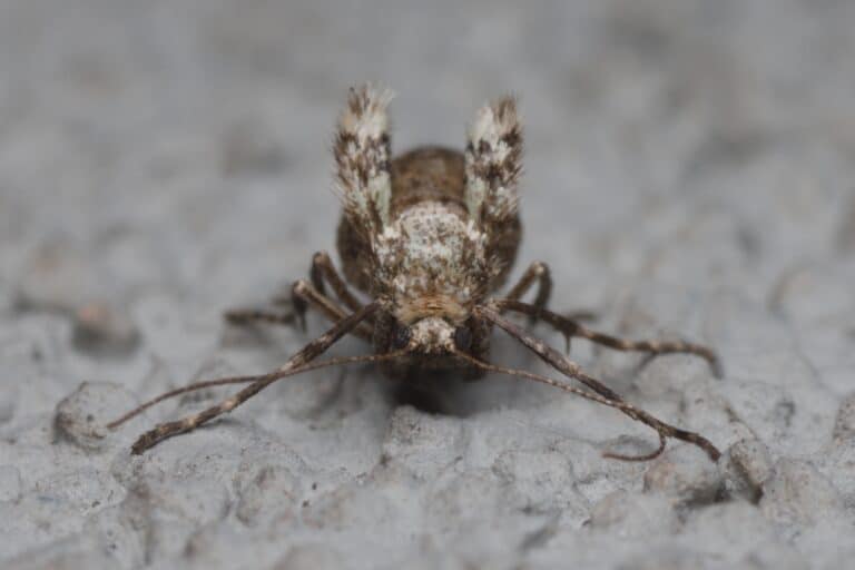 operophtera brumata female frontal bytom operophtera brumata female frontal bytom