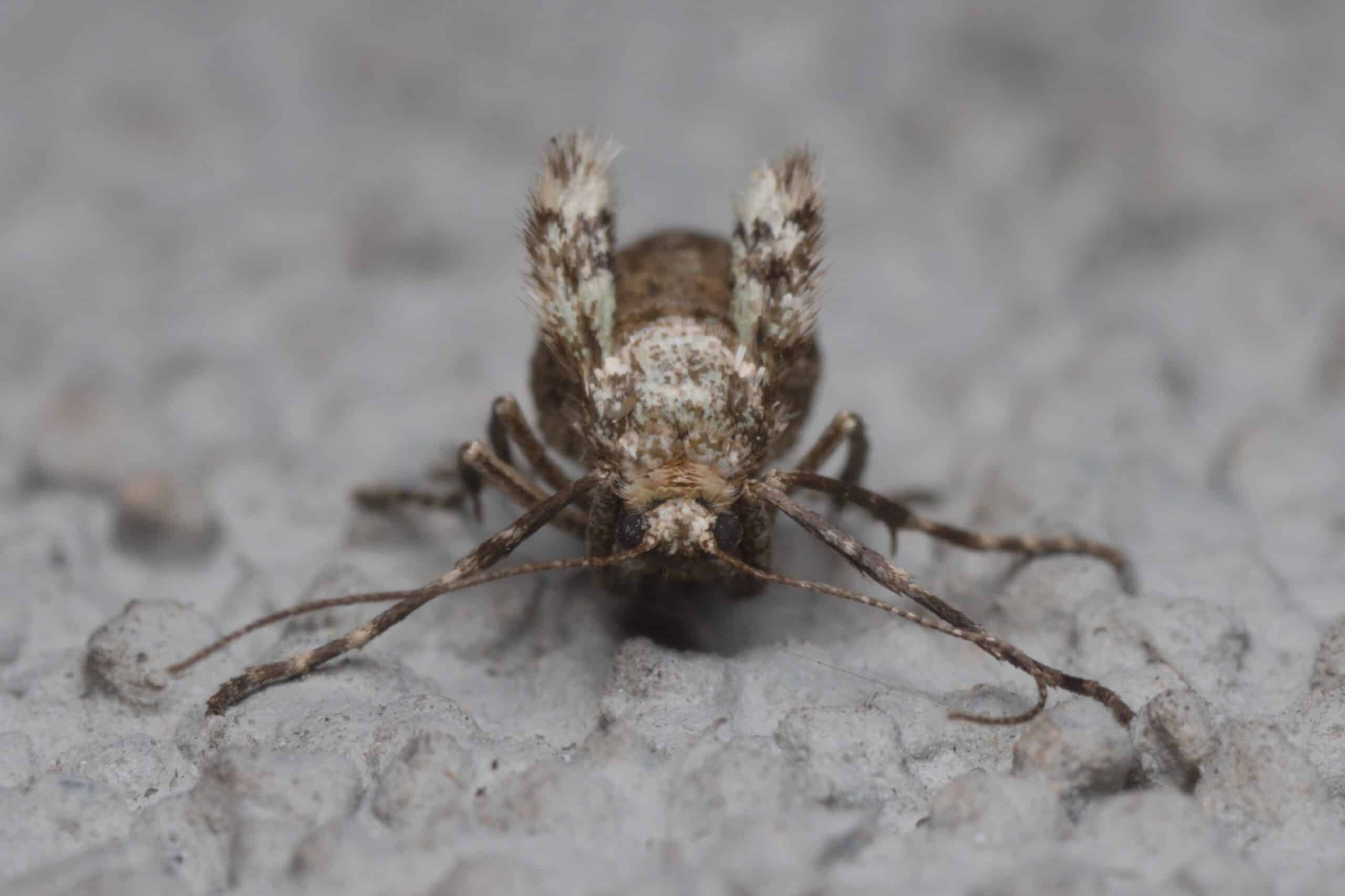 operophtera brumata female frontal bytom operophtera brumata female frontal bytom
