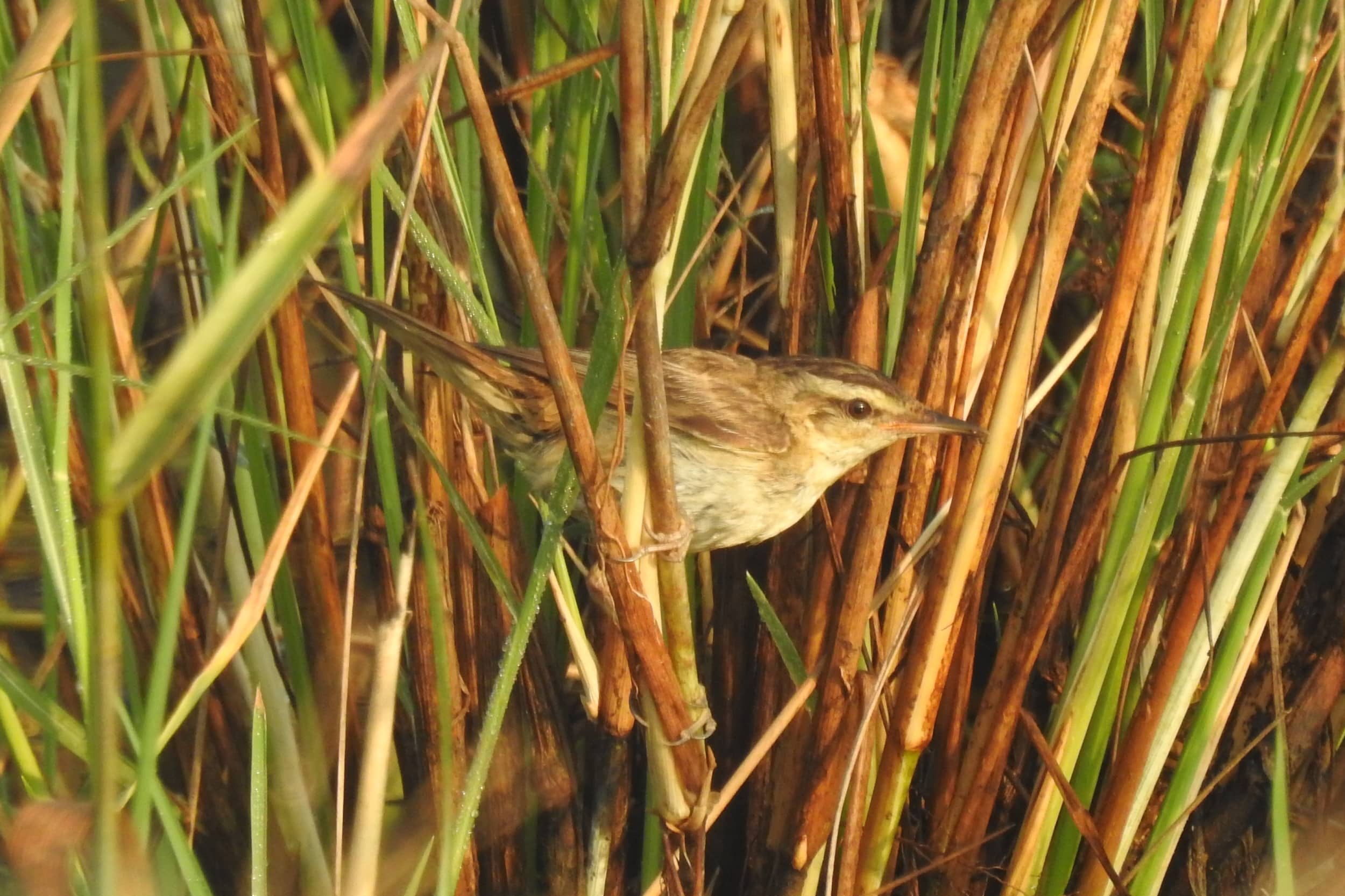 sedge warbler acrocephalus schoenobaenus from ezhome wetlands, kannur, kerala, india 17